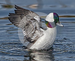 buffleheadÂ (Bucephala albeola) drake flicking water in a small Central Florida pond